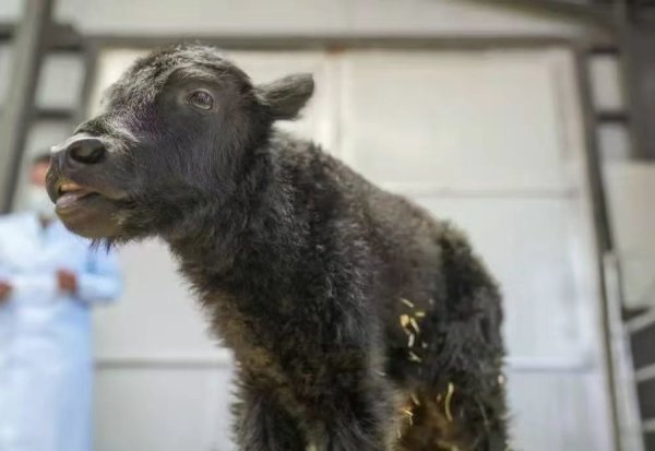 股票配资官方 全球首头克隆牦牛诞生背后